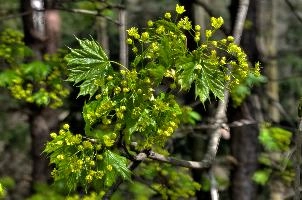 Acer 2.jpg